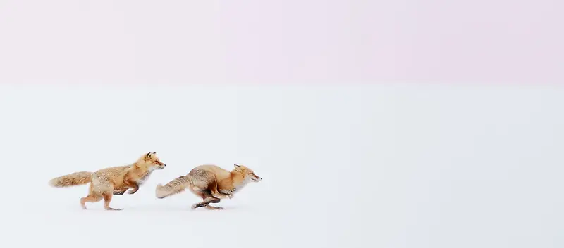 摄影狐狸奔跑背景