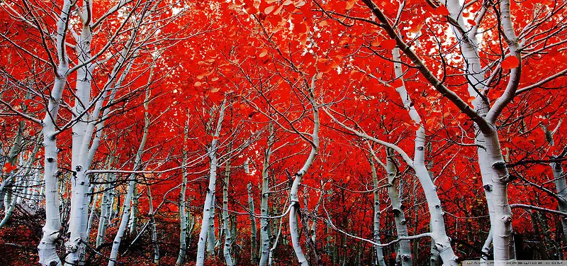 内华达山脉红树林