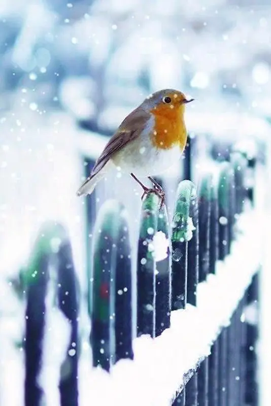 雪中的小鸟背景