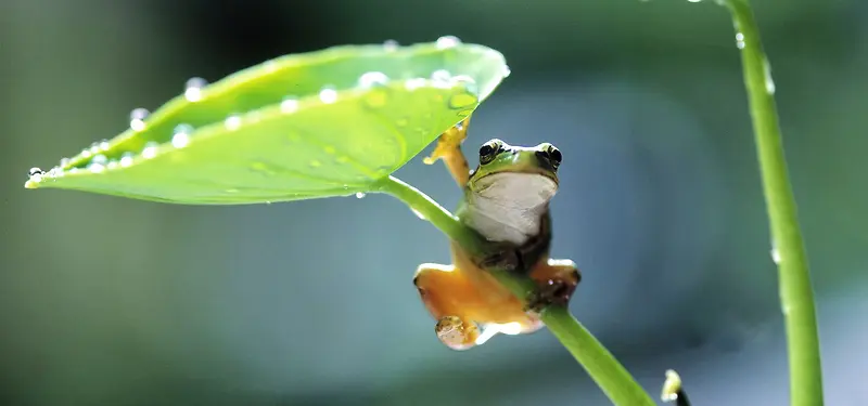 可爱小青蛙