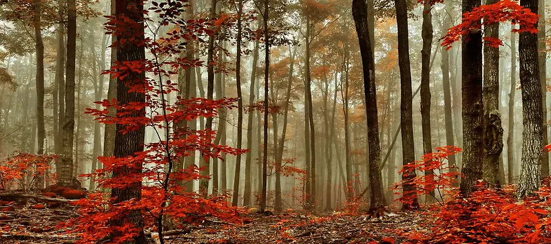 复古秋季枫树林背景