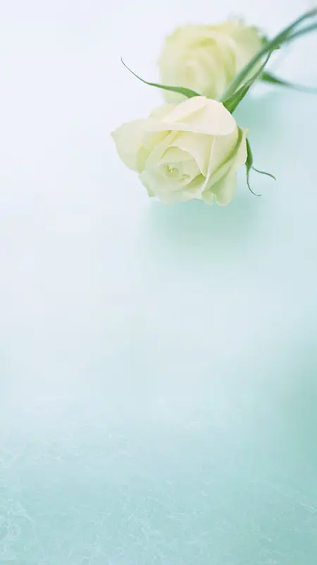 淡雅白色玫瑰H5背景