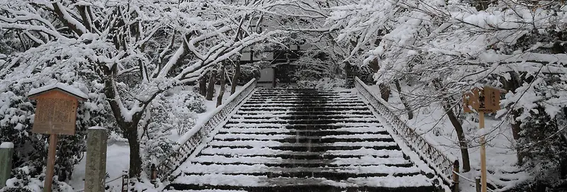 唯美雪场冬季阶梯树枝背景