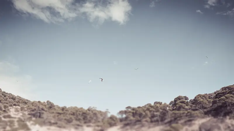 荒野里飞逝的秃鹰背景