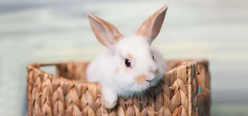可爱兔子高清图片