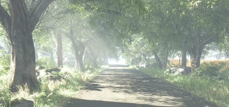 树荫小道风景