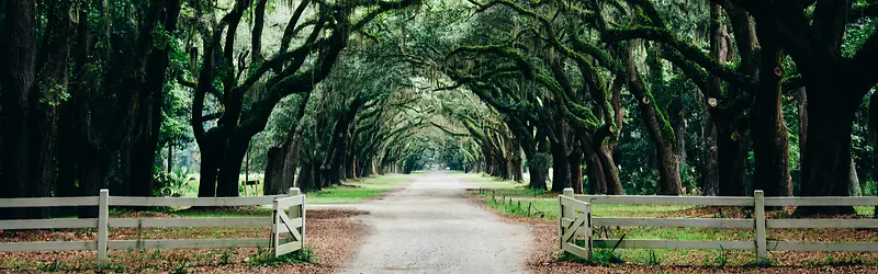 摄影道路两旁的大树背景