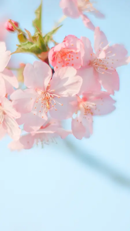 桃花花朵背景