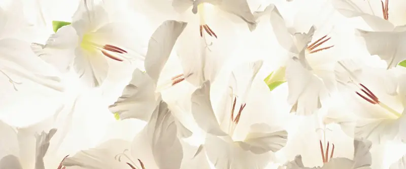 白色花朵文艺简约纹理质感图
