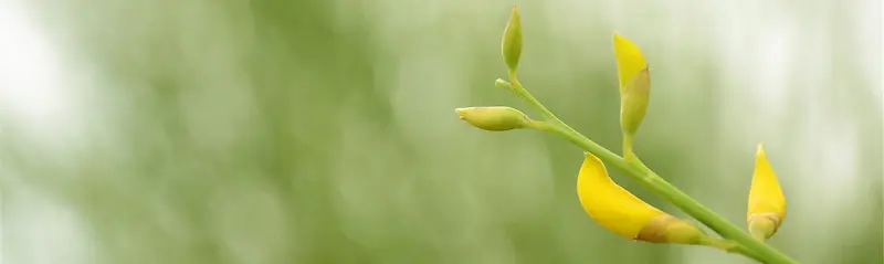 背景