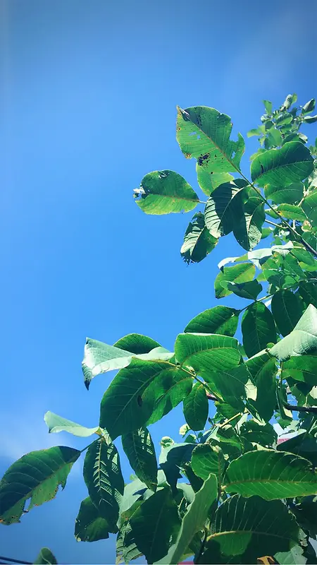 清新树枝绿色背景