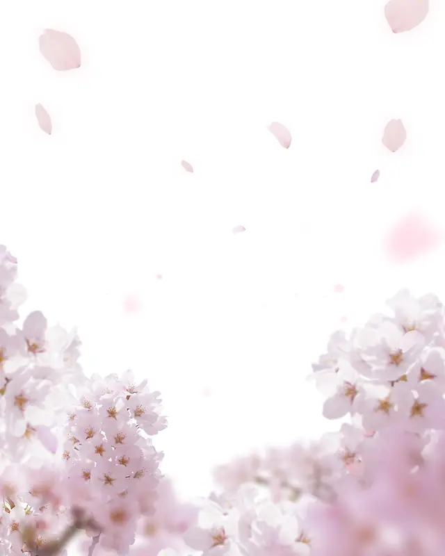 桃花花瓣背景