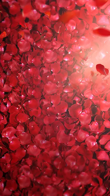 花瓣玫瑰红色光线背景素材