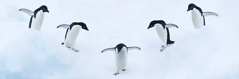 企鹅背景