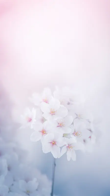 白色花卉H5背景