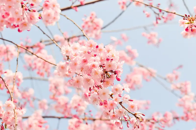 樱花树枝上的唯美樱花