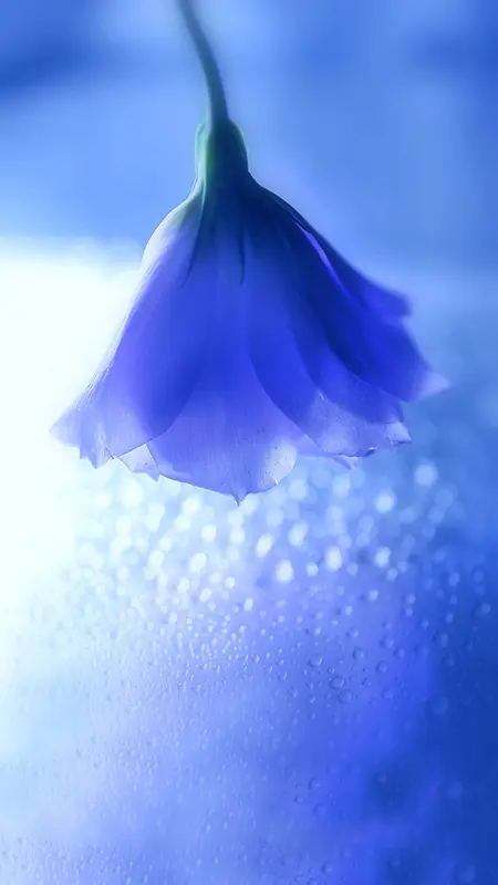 H5背景深蓝花朵