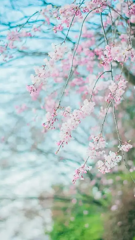 粉色樱花H5背景素材