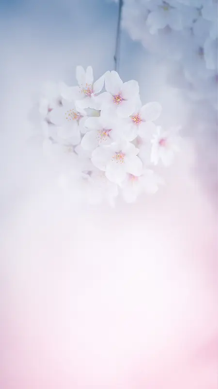 白色花卉H5背景