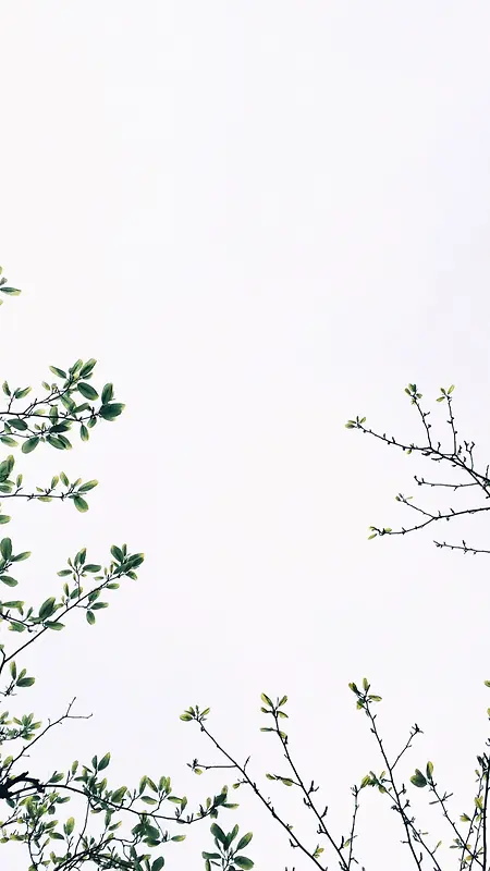 绿色植物H5背景