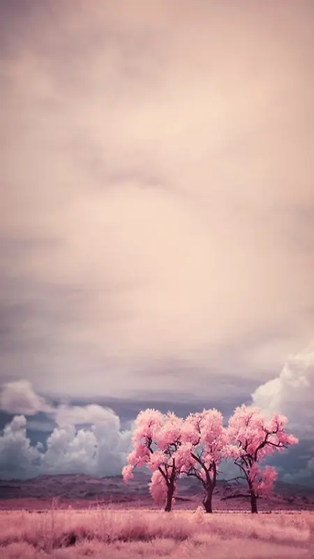 粉色意境樱花景象