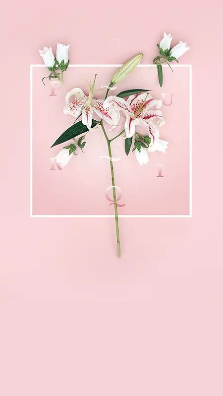 粉色边框花朵H5背景图