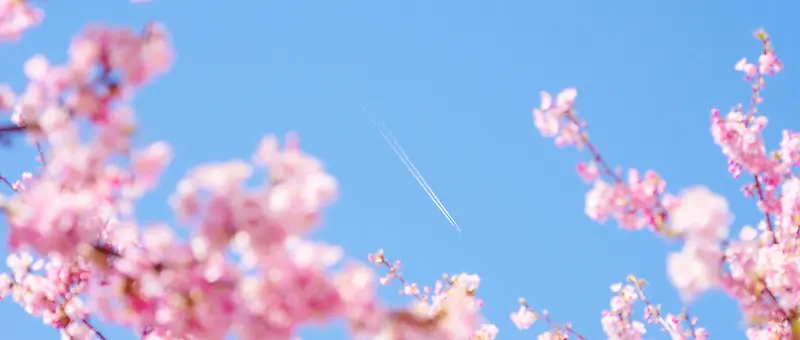 浪漫花海背景情人节甜蜜约会背景图