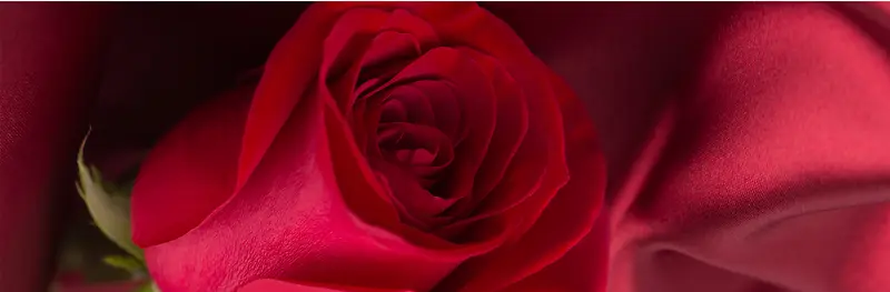 情人节红玫瑰背景