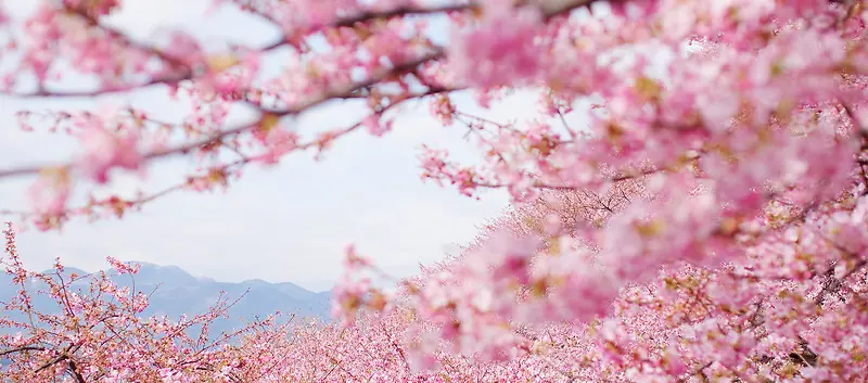 浪漫花海背景情人节甜蜜约会背景图