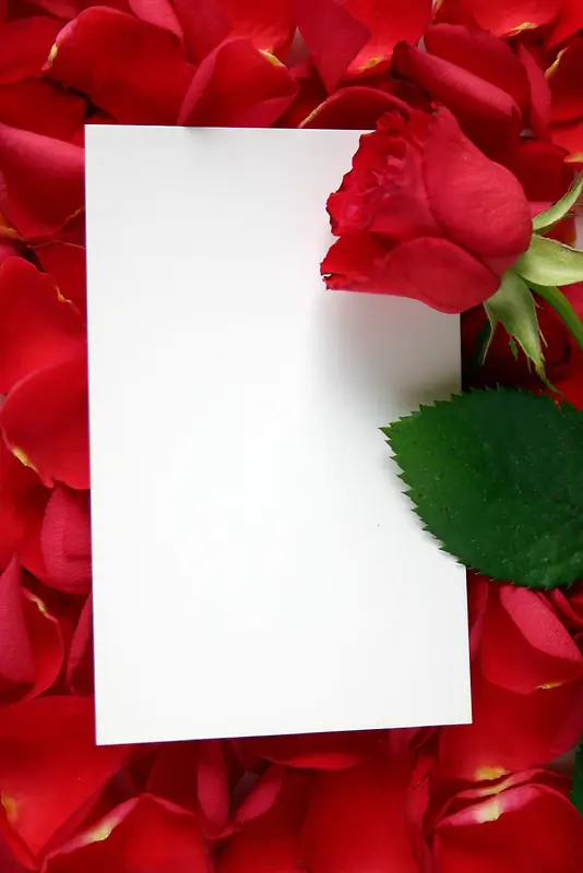 浪漫玫瑰花边框背景
