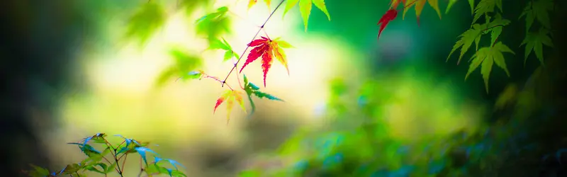 秋天摄影枫叶背景
