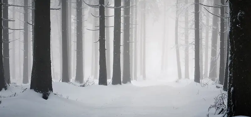冬季的树林背景装饰