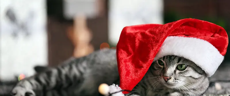 猫咪背景背景图片素材下载_图片编号ylgblnpj-免抠素材网