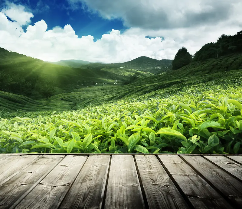 大气茶园背景