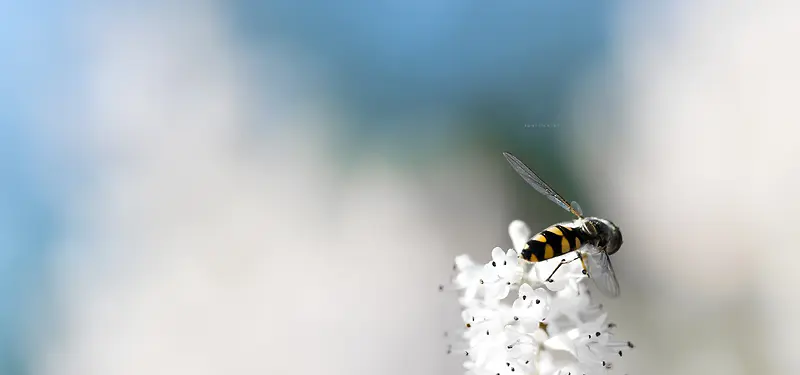 蜜蜂摄影背景