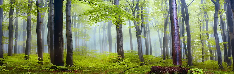 绿色大树森林图片