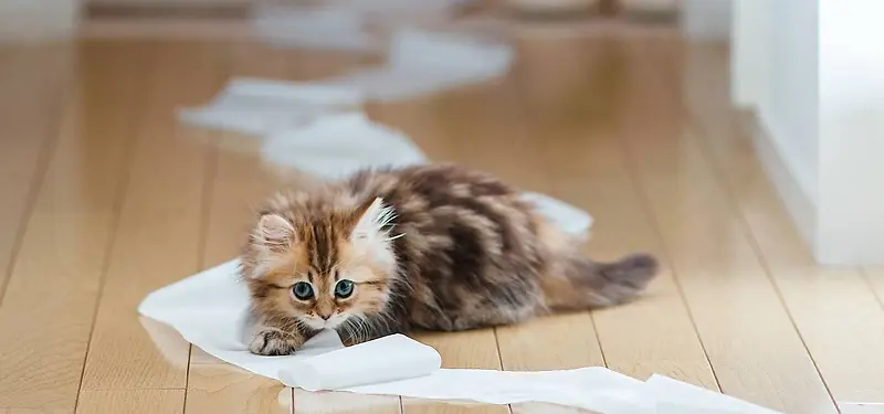 纸巾小猫摄影