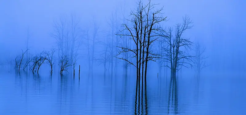 蓝色意境唯美树林背景