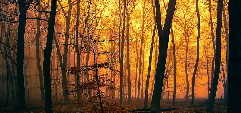 夕阳下的树林