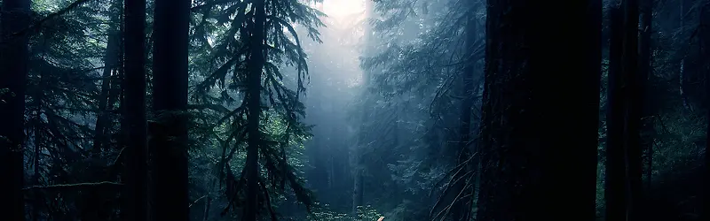森林大树背景