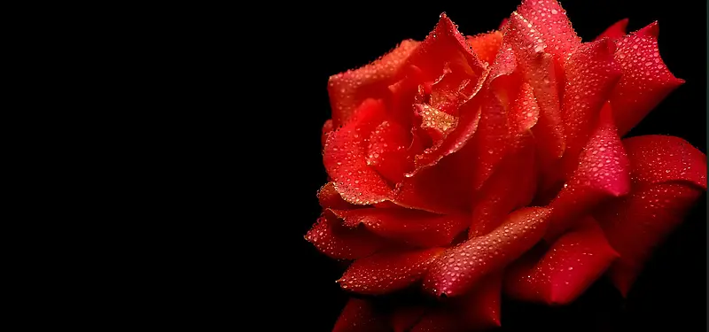 红玫瑰水滴黑色背景图
