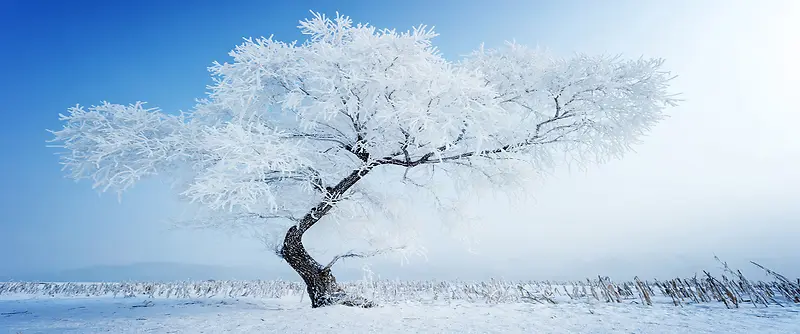 冬季雪花大树背景