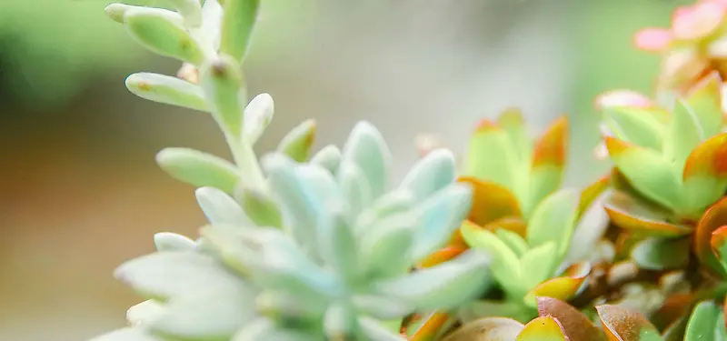 日系文艺清新淡色多肉植物背景
