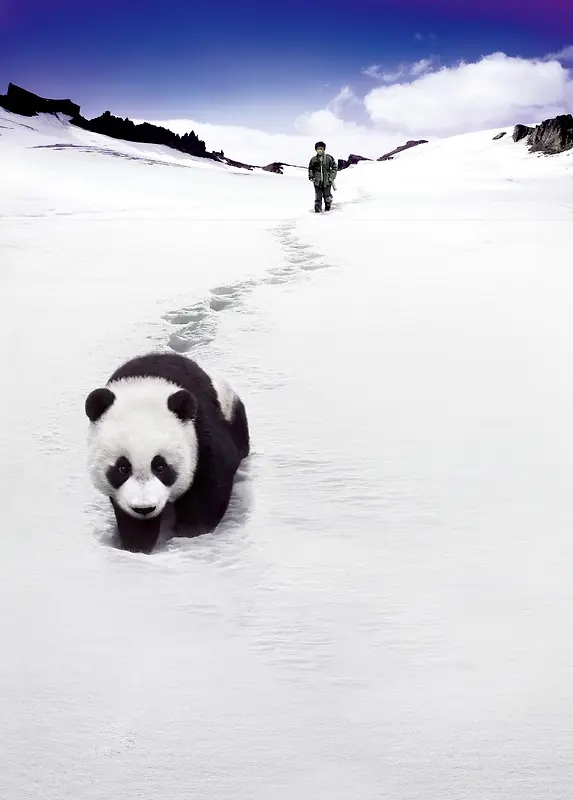 冰雪熊猫天空动物背景素材