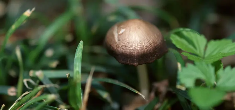 野生菌菇背景