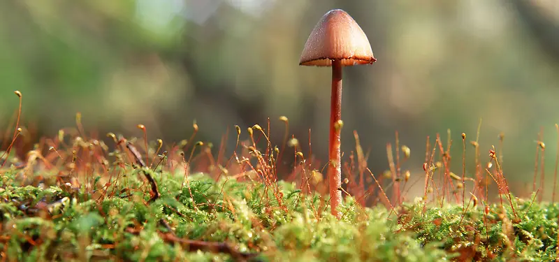 野生菌菇背景