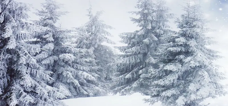 摄影雪树背景