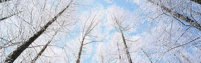 冬日雪树