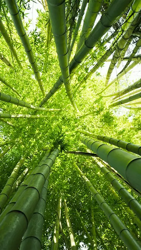 竹子竹林绿色H5背景图
