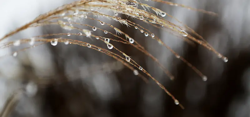 雨中的稻穗
